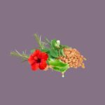 Hibiscus Rosemary Shampoo - Image 2